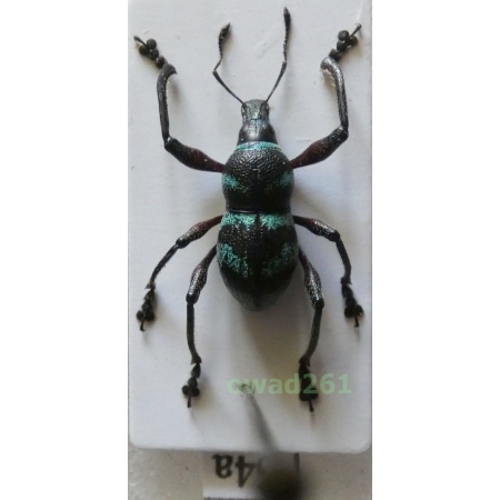Metapocyrtus sp. Heller, 1912 male Philippines64a